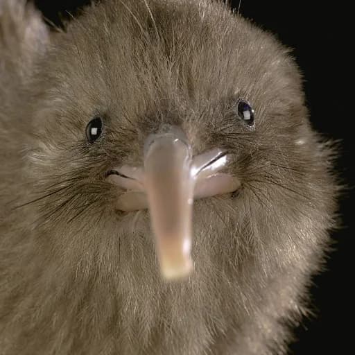 Fly_Eater