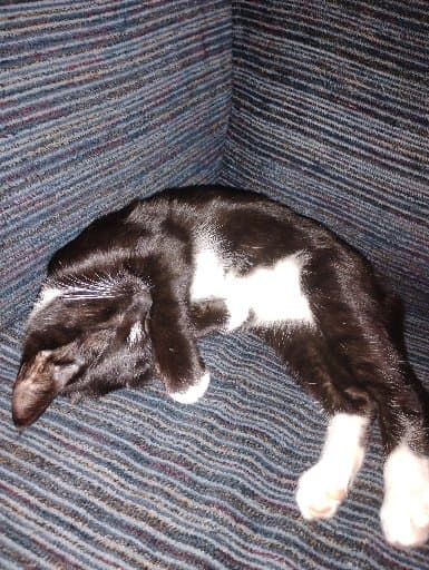 ILOVECATS