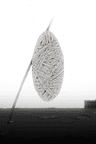 Cotton series artwork