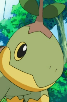 Turtwig