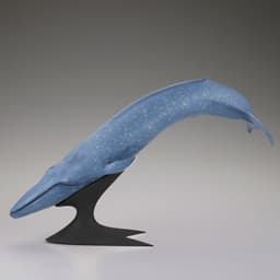 Blue Whale National Museum of Nature and Science Permanent Exhibition (Outdoor Exhibit) Complete Figure, view 5 of 7