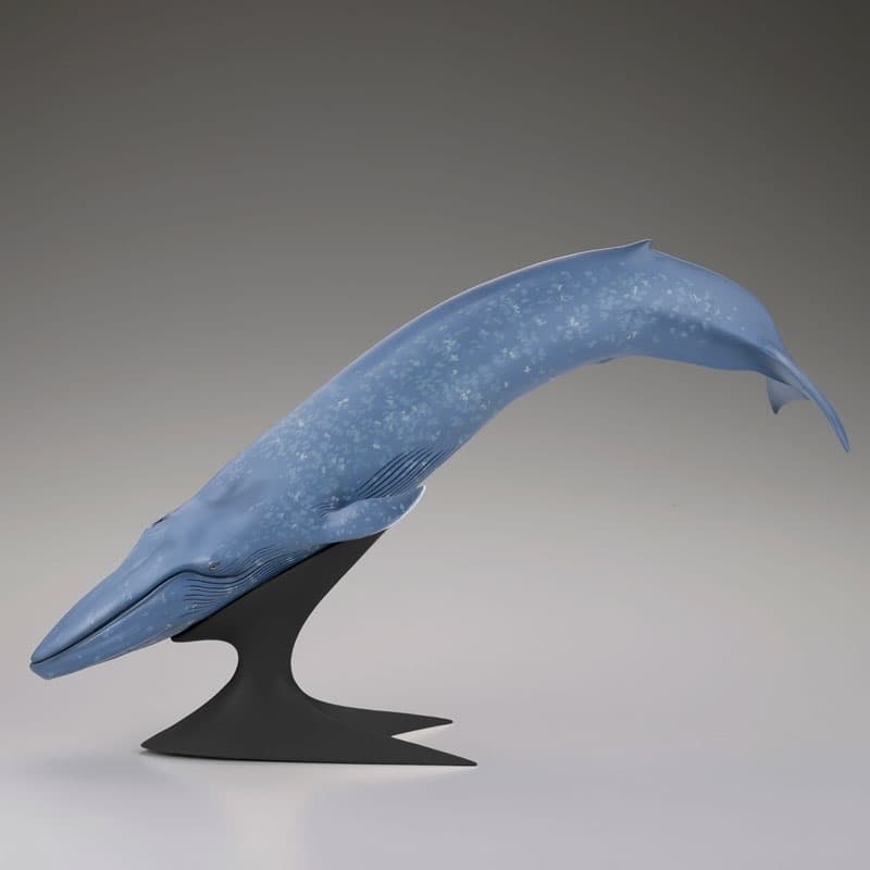 Blue Whale National Museum of Nature and Science Permanent Exhibition (Outdoor Exhibit) Complete Figure, view 4 of 6