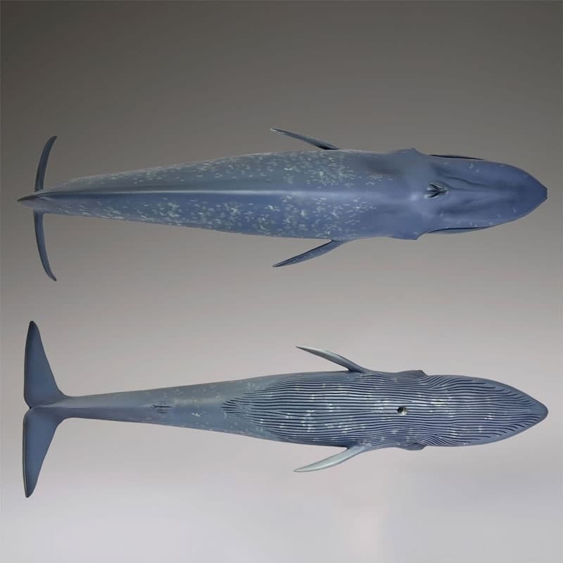Blue Whale National Museum of Nature and Science Permanent Exhibition (Outdoor Exhibit) Complete Figure