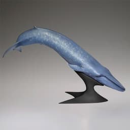 Blue Whale National Museum of Nature and Science Permanent Exhibition (Outdoor Exhibit) Complete Figure, view 2 of 7
